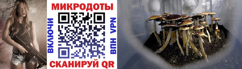 купить сайты Снежинск Псилоцибиновые грибы Psilocybine cubensis